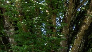 Sheldon Butte | Apartments in Eugene, OR